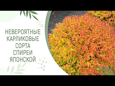 Видео: СПИРЕЯ|КАРЛИКОВЫЕ СОРТА И ИХ ОСЕННЯЯ ОКРАСКА