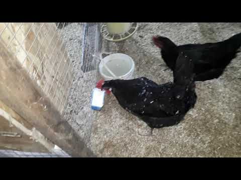 Видео: Наседка, гнездо для квочки и немного обо всем