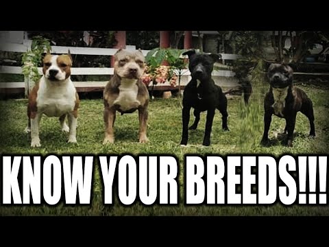 Видео: КАКОЙ У ВАС "ПИТБУЛЬ"? - КРАТКИЙ ОБЗОР ПОРОД ПИТ-ТИПА