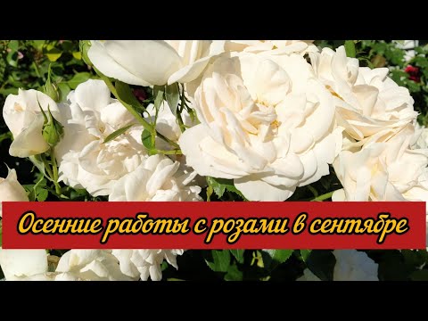 Видео: Осенние работы с розами в сентябре.