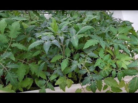 Видео: Высадка рассады в открытый грунт: Как подготовить рассаду к пересадке. Полезные Советы