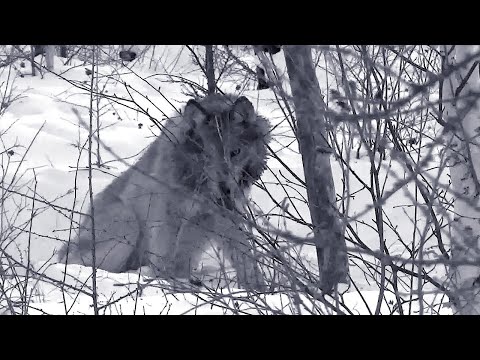 Видео: Таежный охотник поймал гонную волчицу в капкан! Удача на охоте!