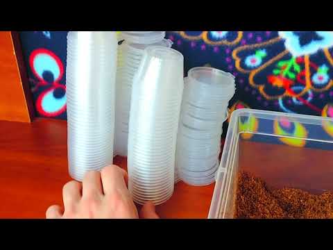 Видео: О разведении Pterinochilus murinus.