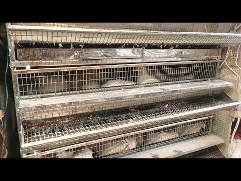 Видео: ПОЗОР! такое продавать!Клетка от Крейзи Ферма, нержавейка которая сгнила! Одни сплошные минусы!