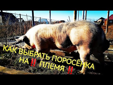 Видео: ‼️Как выбрать поросёнка на племя 🐷‼️На что обратить особое внимание 👌