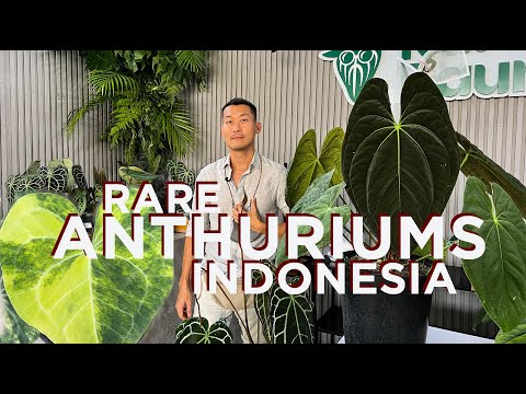Видео: Выставка редких гибридов антуриума и пестрых растений в Индонезии @ Anthuriumdankita