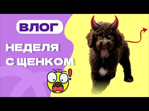 Видео: ЕДЕМ ЗА ЩЕНКОМ испанская водяная собака! НЕДЕЛЮ ЖИВЕМ ПО РЕКОМЕНДАЦИИ КИНОЛОГА!