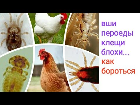 Видео: Красный куриный клещ, вши, блохи... и как с ними бороться...