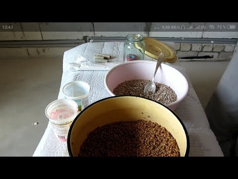 Видео: Как сделать зерновой мицелий вешенки дома. Легко и просто.