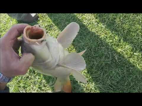 Видео: ЛОВЛЯ  на  Тапочки  2 ,  как она есть . Опять на платном и на том же месте ...