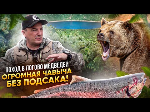 Видео: В ЛОГОВО МЕДВЕДЕЙ! КОРОЛЬ ЛОСОСЕЙ- ЧАВЫЧА более 10 кг, без подсака! Такая рыбалка только на КАМЧАТКЕ