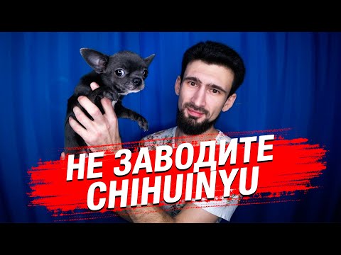 Видео: Не заводите чихуахуа! Причины невыносимости чихуа