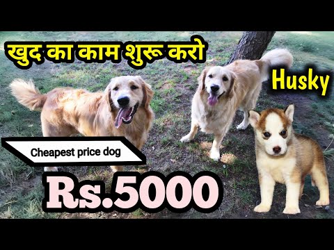 Видео: Всего 5000 рупий | Щенок сибирского хаски | Продаётся золотистый ретривер | Полувзрослый ретривер