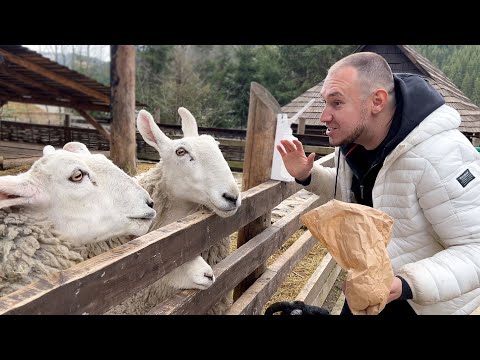 Видео: ВАУ! ВЫБИРАЕМ НОВОГО ПИТОМЦА!