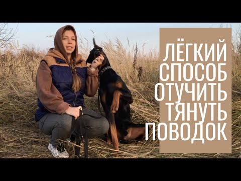 Видео: Как отучить тянуть поводок - лёгкий способ без рывков и наказаний