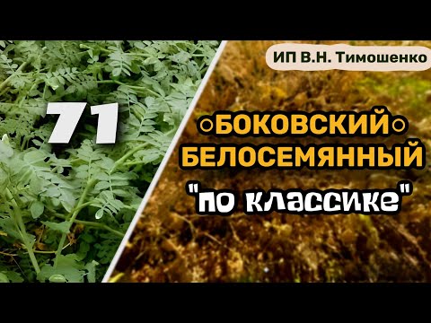 Видео: Посев нута сеялкой С.З. 3.6, что получилось?