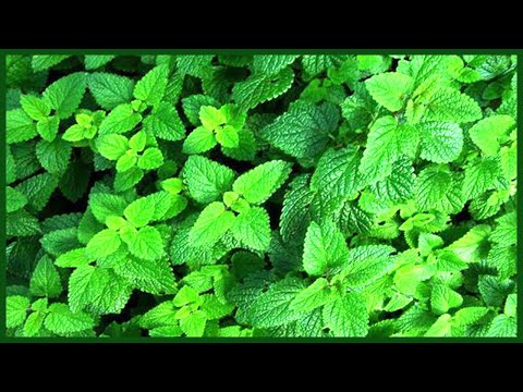 Видео: Как правильно хранить мяту в холодильнике