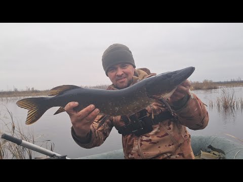 Видео: Перевірка жерлиць. І знову кльов як на " чорних камнях"