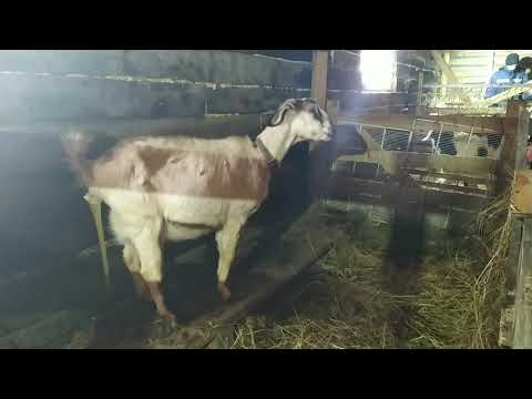 Видео: Я такого окота ни когда не видела! Необычный окот первокотки. Рожает, как по подиуму ходит