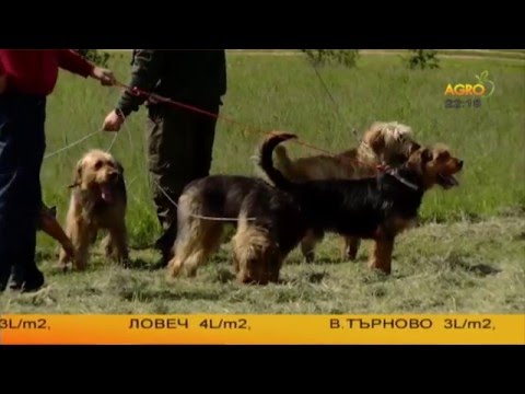 Видео: Изложба, посветена на българския барак