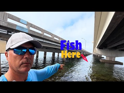 Видео: Этот мост в заливе Тампа был полон рыбы!