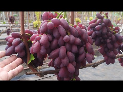 Видео: Вкуснейшие НОВИНКИ винограда на моём участке в конце сентября 2025г.!!! 