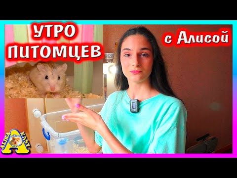 Видео: Как проходит Утро с ПИТОМЦАМИ у Алисы? / Что нового у Муравьев? / Alisa Easy Pets