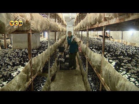 Видео: Выращивание шампиньонов. 6 соток 27.11.2017