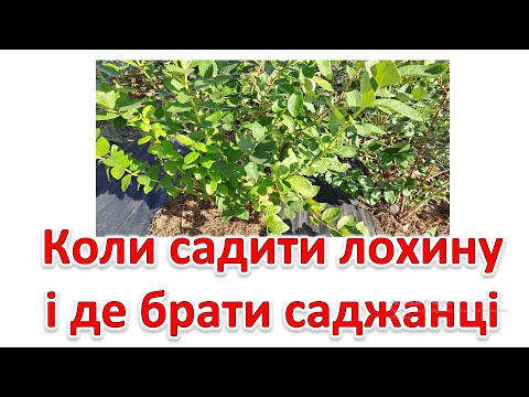 Видео: Коли садити лохину і де брати саджанці