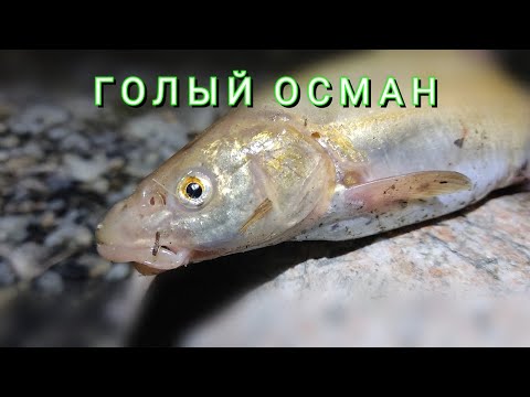 Видео: Разведуем новое место. Рыбалка на Османа.