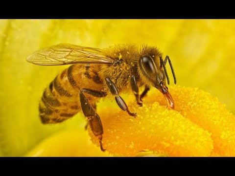 Видео: Пчеловодство и не только