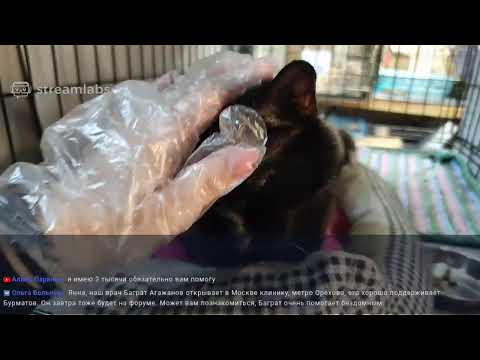 Видео: Телеканал "Муркоша"