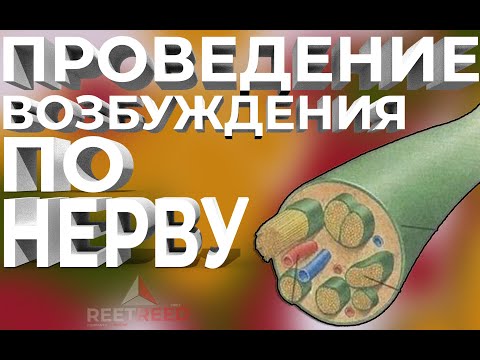Видео: Проведение возбуждения по нерву. Физиология.