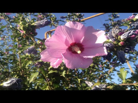 Видео: Гибискус сирийский, садовый, древовидный. Размножение семенами.