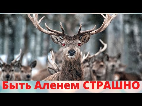 Видео: Смысл жизни Аленя / Не будьте Настоящими Мужчинами