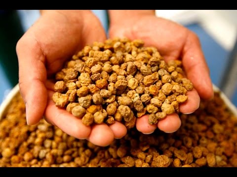 Видео: Чуфа или земляной миндаль - урожай