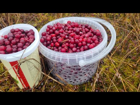 Видео: Первый раз собираю клюкву. Сбор клюквы. Восторг.5.10.25.