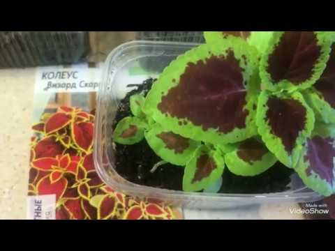 Видео: Моя рассада Колеусов. Колеусы от посева до пикировки.