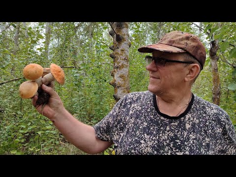 Видео: подосиновики в большом количестве