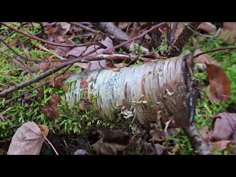 Видео: Деревья в моем лесу по сравнению с Флоридой