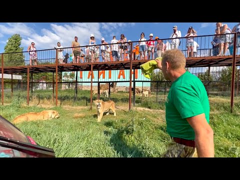 Видео: Слабонервным НЕ СМОТРЕТЬ! Львица Стерва выходит в савану!