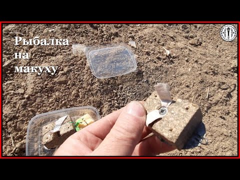 Видео: Астана. Рыбалка на макушатники