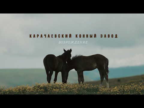 Видео: PRO_Лошадей. Карачаевский конный завод. Возрождение