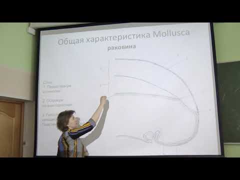 Видео: Зоология беспозвоночных. Лекция 3. Римская-Корсакова Н. Н.  edit