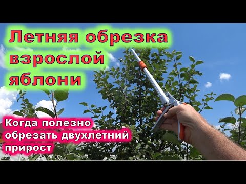 Видео: Летняя обрезка взрослой яблони  Когда полезно обрезать на двухлетний прирост