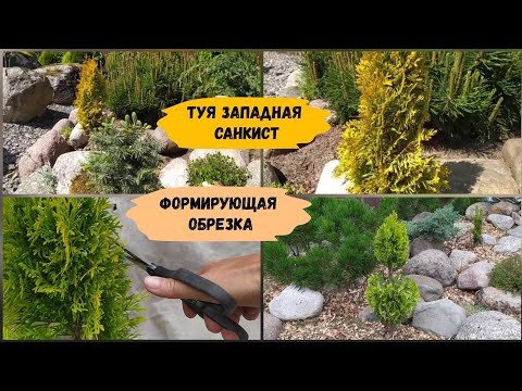 Видео: Туя западная Санкист. Формирующая обрезка.