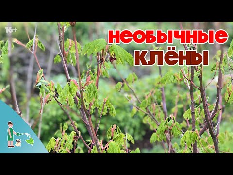 Видео: Обзор клёнов в саду