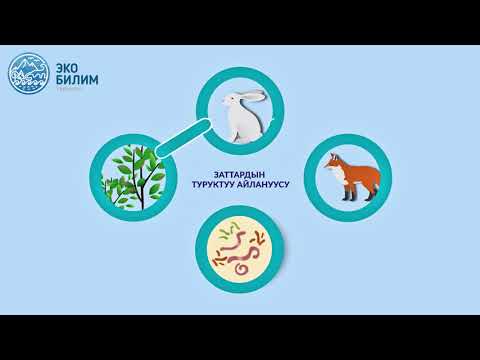 Видео: Азык чынжыры