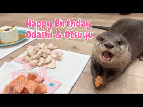 Видео: 7-я годовщина близнецов-выдр Одаши и Оцую!