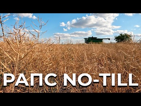 Видео: Рапс no-till удивил. Но не урожайностью.